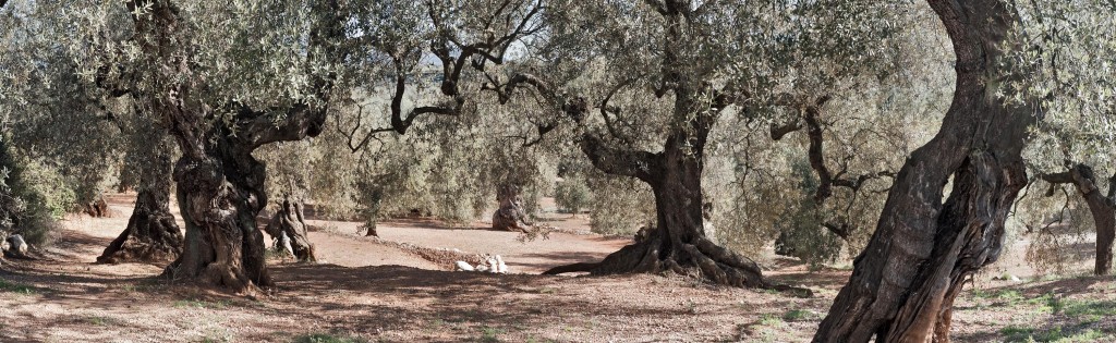 Olivos Milenarios3