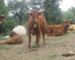 Visita a la ganadería ecológica de Ismael Ruiz de Azúa en Maturana (Álava)