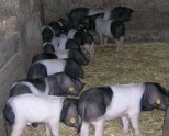 Slow Food Araba-álava en el Mercado de la Almendra de vitoria-Gasteiz. Presentación de embutidos de euskal txerria