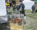 Mercado de la Almendra dedicado al pollo de caserío de la granja Arangutxi