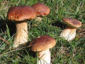 boletus