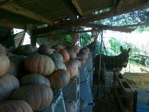 Calabazas ecológicas Ka Celedonio