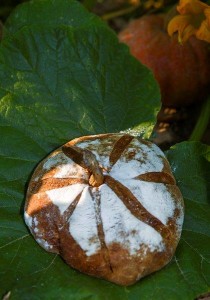 Pan de Calabaza