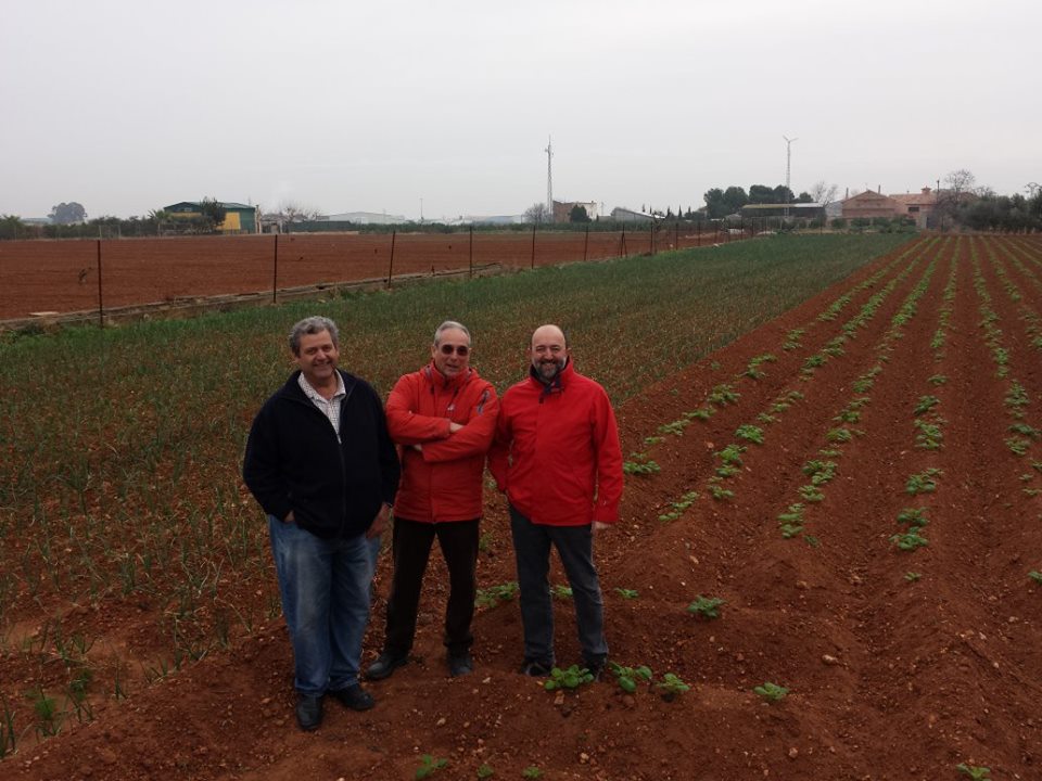 Microviña en Benifaio