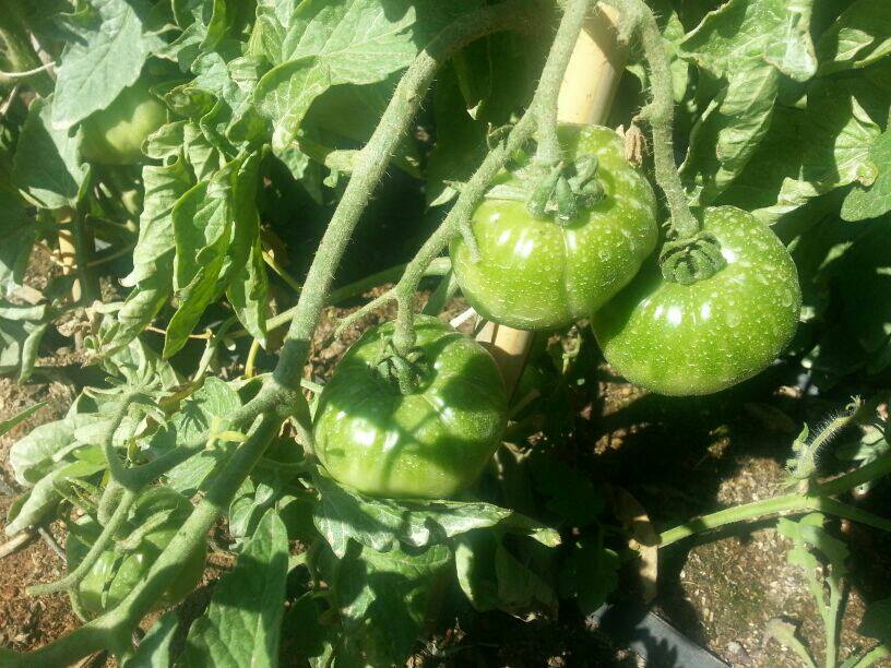 Tomates en la planta